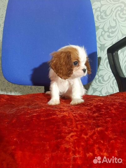 Очаровательная девочка кавалерочка