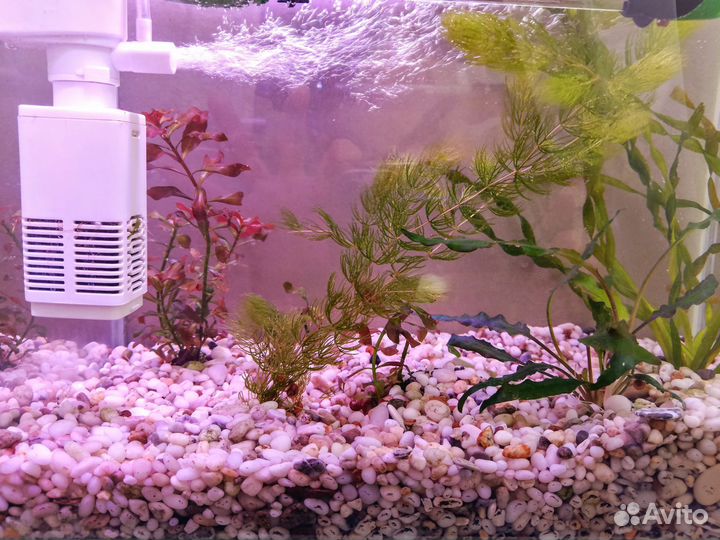 Живые аквариумные растения