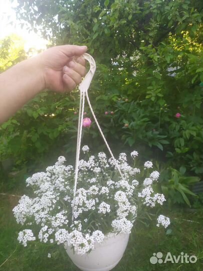 Алисум в кашпо