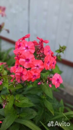 Флоксы сортовые