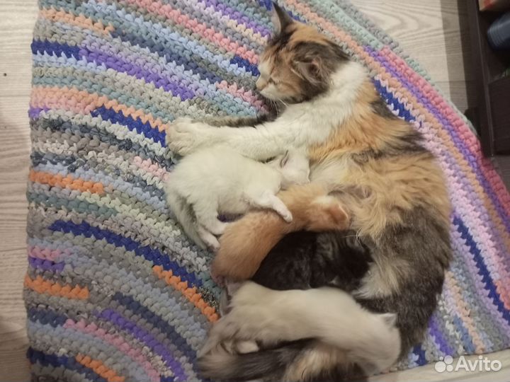 Котята в добрые руки бесплатно