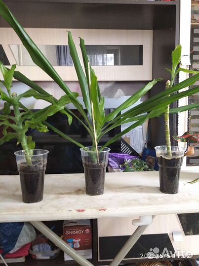 Драцена Маргината, драцена душистая