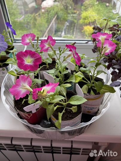 Петуния розовое утро