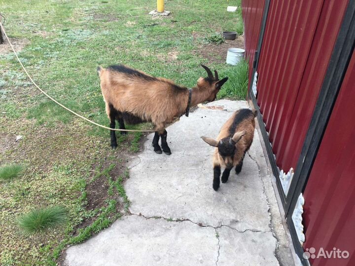 Коза дойная, пуховая. Козочка продана