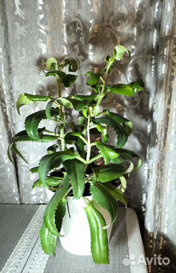 Каланхоэ дегремона