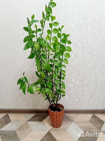 Педилантус