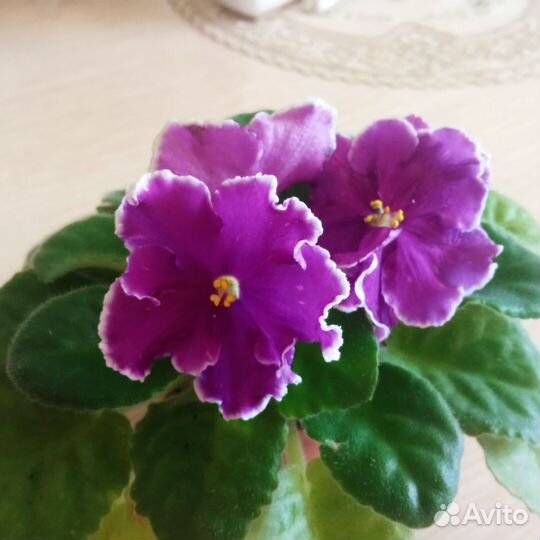 Детки фиалок Rizvo и ав - Просто космос