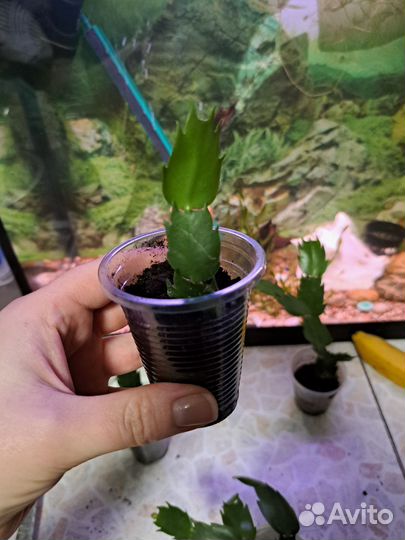 Декабрист шлюмбергера