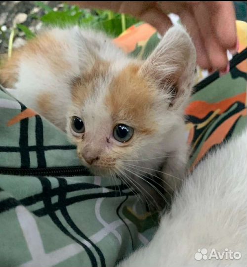 Рыжий котенок