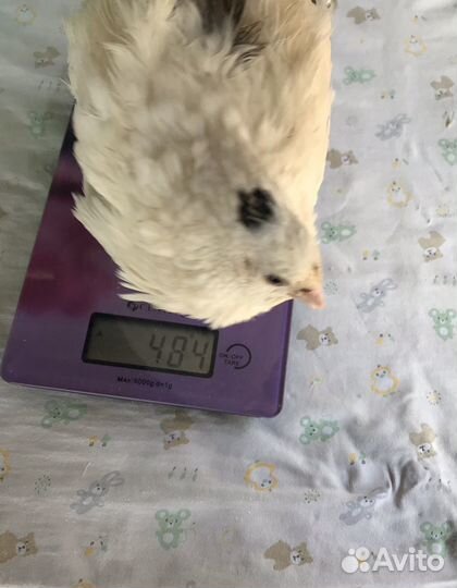 Перепел Техасский белый