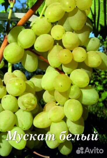 Черенки (чубуки) винограда