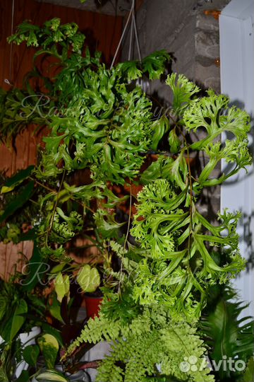 Нефролепис Т 02, полиподиум fallax