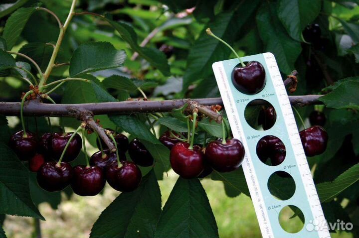 Черенки для Окулировки почкой, август - сентябрь