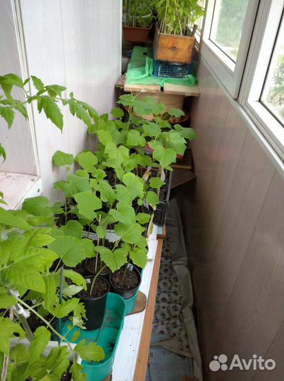 Продам рассаду