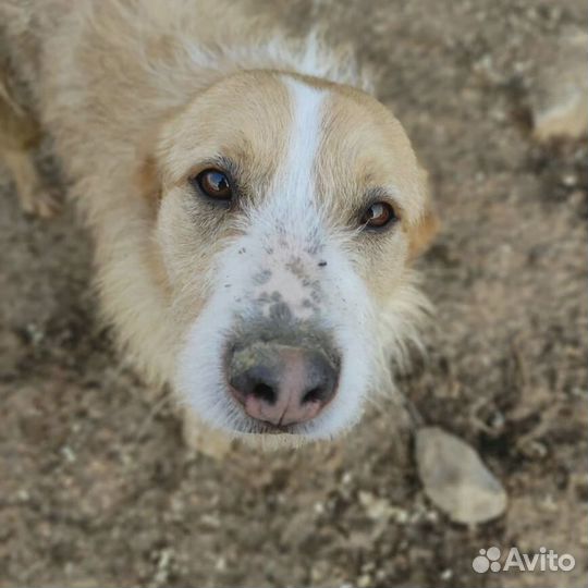 Рыжая собака из приюта в добрые руки