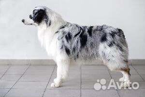 Австралийская овчарка аусси вязка