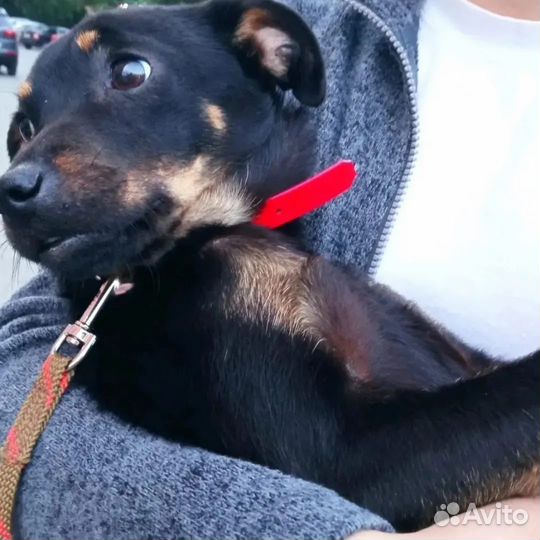 Собака в добрые руки маленькая порода