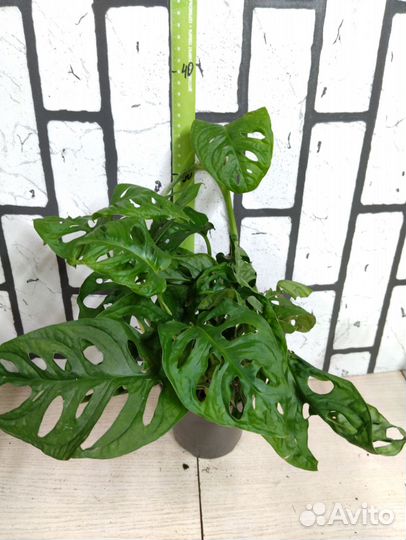 Монстера Манки