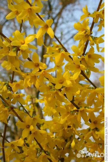 Саженцы форзиции