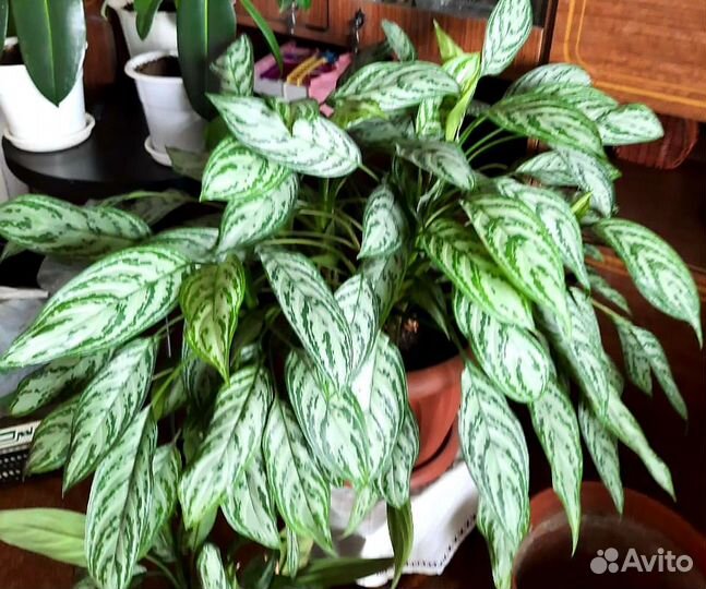Тропические фикусы аглаонемы