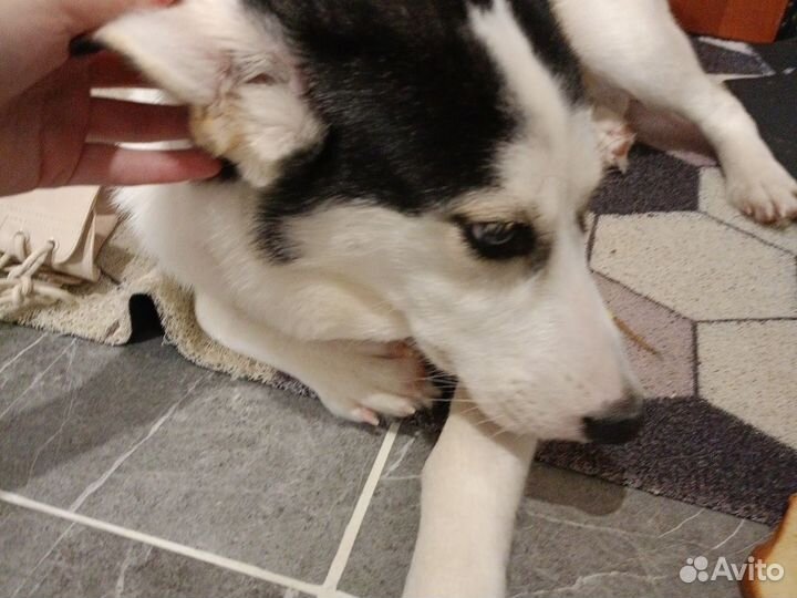 Собака в добрые руки отдам бесплатно