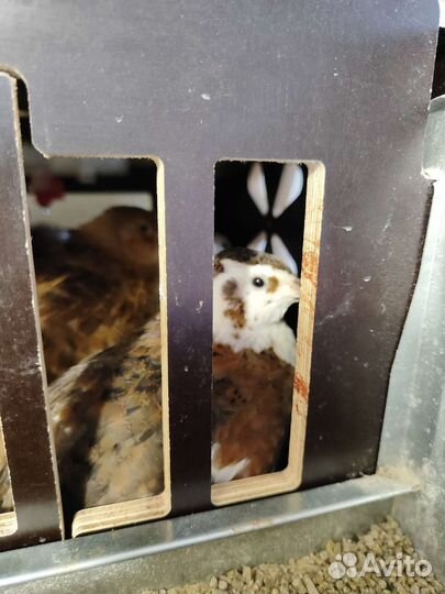 Инкубационное яйцо Селадонов