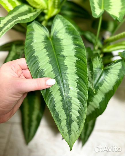 Шизматоглотис Walichii