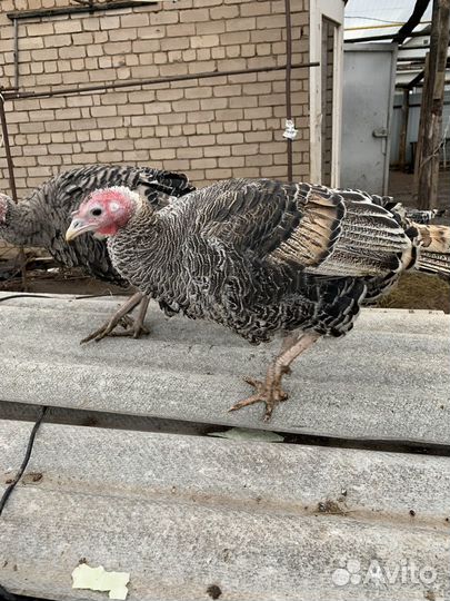 Индюки домашние