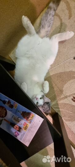 Котики бесплатно