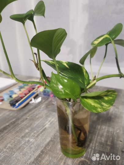 Сциндаптус вариегатный укоренённый