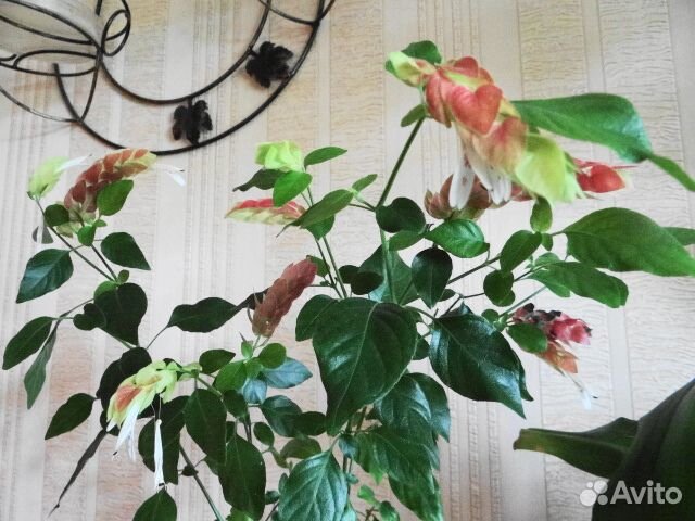 Цветы домашние