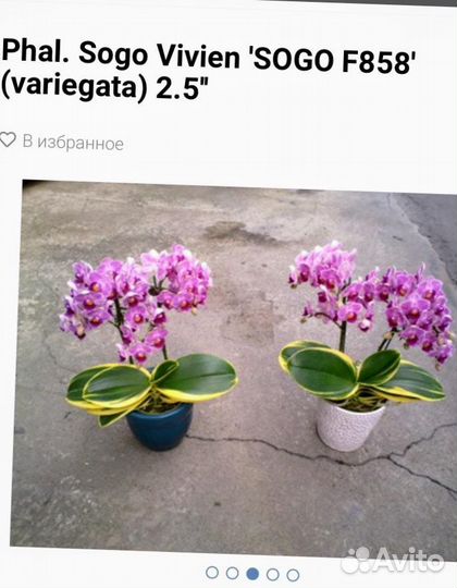 Орхидея фаленопсис