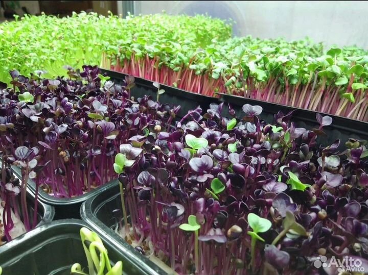 Микрозелень