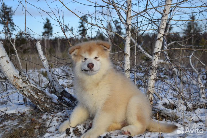 Щенки маламута