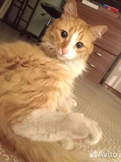 Рыжее солнышко Филя