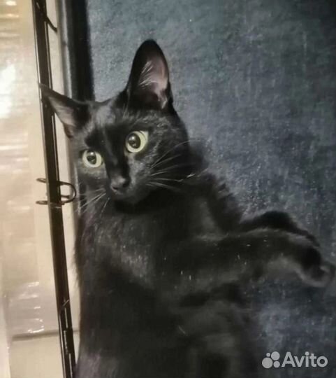 Кошка ищет хозяев