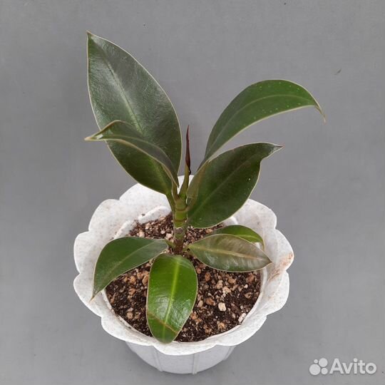 Фикус эластика мини