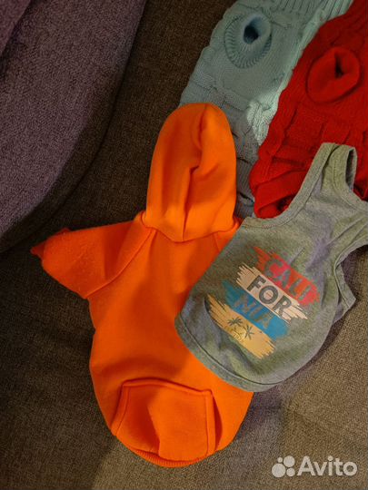 Одежда для кошек