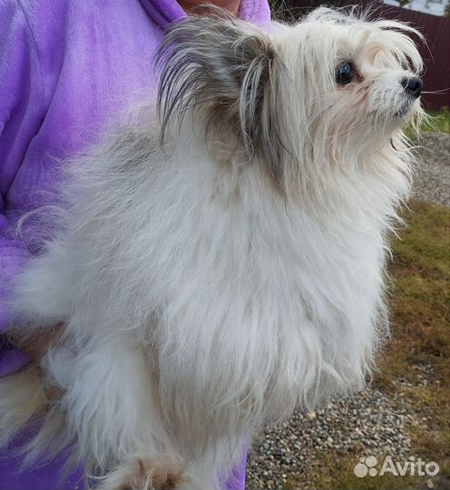 Шпиц+папильон