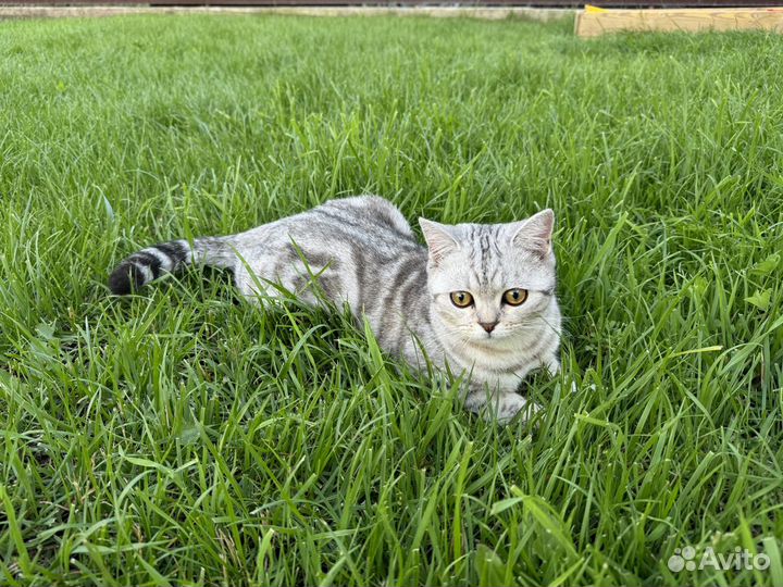 Котенок в добрые руки от шотландской кошки