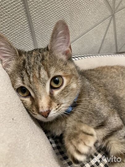 Маленькая кошечка 7 мес котенок ищет семью