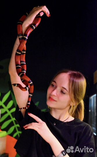 Змея для фотосессии