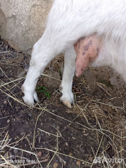 Зааненская дойная коза