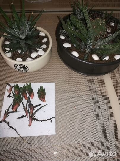 Суккуленты отростки