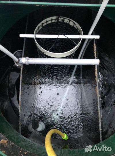 Септики кит