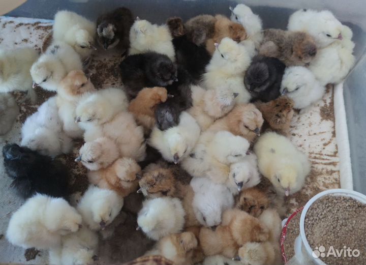 Цыплята. Китайские Шёлковые