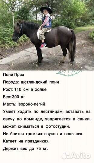 Жеребец пони случка