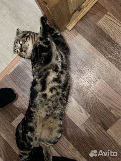 Бенгальский кот