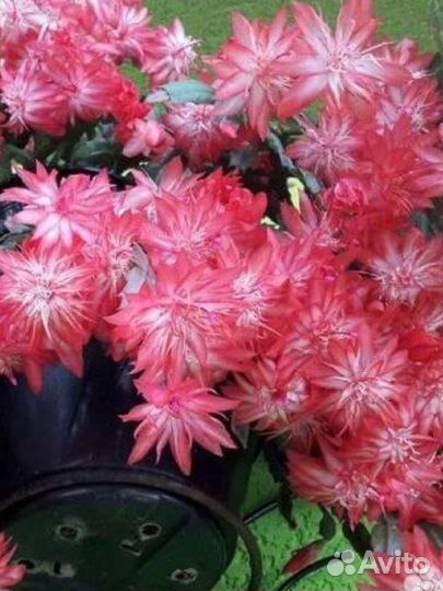 Laranja Dobrada, махровый декабрист