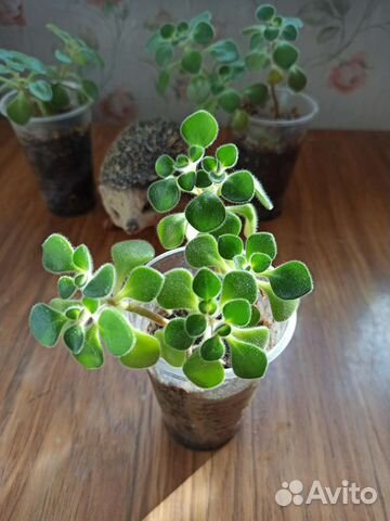 Аихризон или Дерево любви